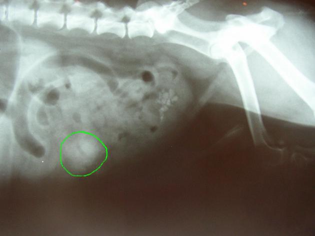 comment soigner une occlusion intestinale chez un chien